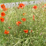Poppy field, Arras, France